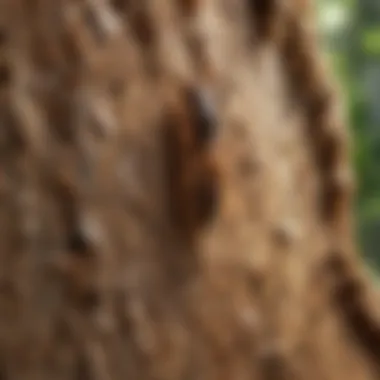 Harnessing Nature for Termite Control Natural Termite Treatment Methods
