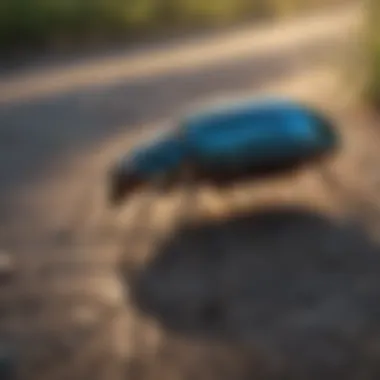 Revolutionary Bug Repellent System Advanced Bug Repellent Mechanism