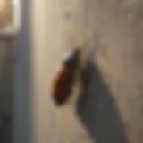 Innovative wall sealant solution for bug prevention