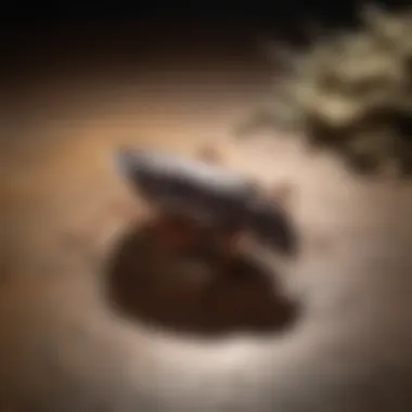 Advion Roach Bait Application