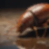 Effective Roach Bait Killer