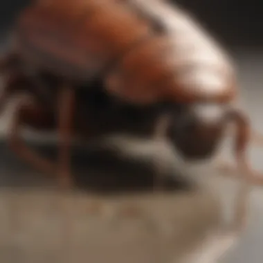 Roaches Interacting with Advion Bait Illustration depicting roaches interacting with Advion bait