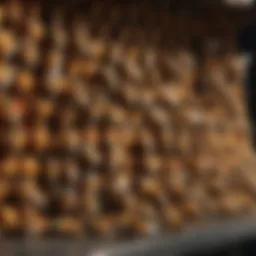 Africanized bee hive removal