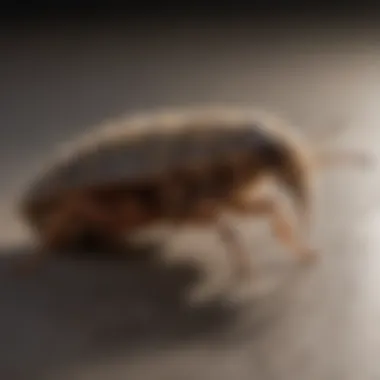 Tailored Pest Management Solutions Customized Pest Solutions by Allied Pest Control in West Springfield MA