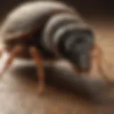 Pest Identification Techniques by Allied Pest Control in West Springfield MA