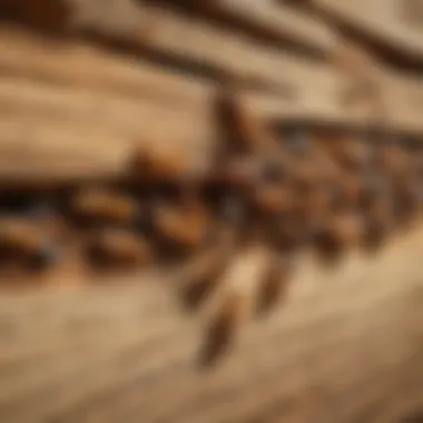 Detail of Termite Infestation on Building Materials Close-up of Termite Infestation on Wooden Structure