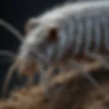 Detailed view of a silverfish showcasing its unique body structure