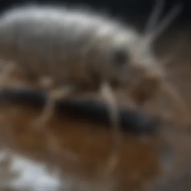 Ecological Role of Silverfish Graphical representation of the ecological role of silverfish in an ecosystem