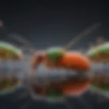 Chemical structure of non-repellent termiticides