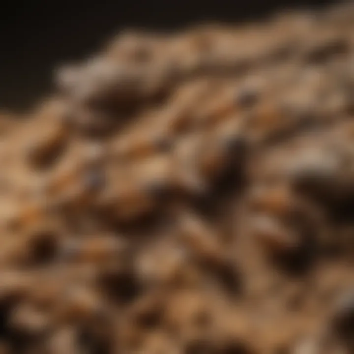 Close-up view of termites in their natural habitat