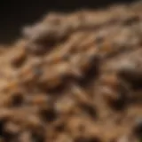 Close-up of Termites Close-up view of termites in their natural habitat