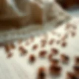 Close-up view of bed bugs on a mattress