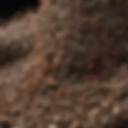 Ant Colony Structure