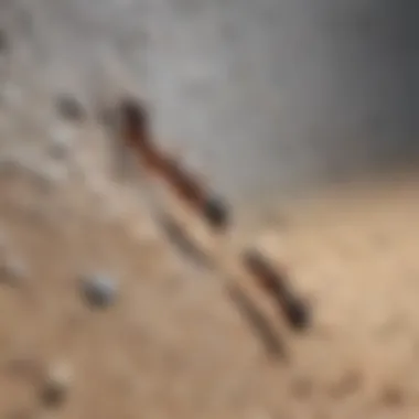 Ants crawling on exterior wall