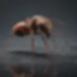 Chemicals Found in Ant Powder Dangerous chemicals in ant powder