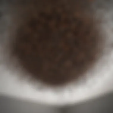 Ceiling Gathering of Ants Ants forming a mysterious cluster on the ceiling