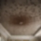 Ants crawling in intricate patterns on ceiling