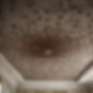 Ants crawling in intricate patterns on ceiling