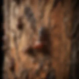 A close-up view of arboreal ant species on tree bark