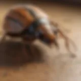 Eco-Friendly Pest Control Methods