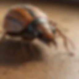 Eco-Friendly Pest Control Methods