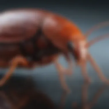 Efficient Application Techniques Syngenta 383920 Advion Cockroach Control Application Process