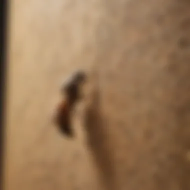 Innovative Application Techniques for Maximum Efficacy Application Techniques for Home Termite Spray