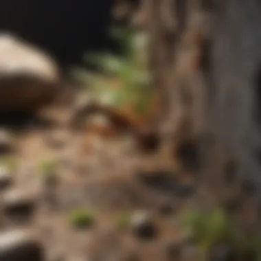 Nature's Masterpiece Revealed Artistic Ant Hill Cast Display