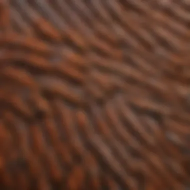 A close-up of the Asian roach's unique wing patterns