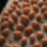 Detailed view of bed bug eggs under a microscope