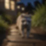 A raccoon navigating through a suburban backyard at night.