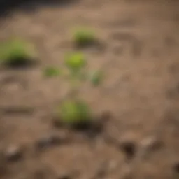 Green weed sprouting in cracked soil
