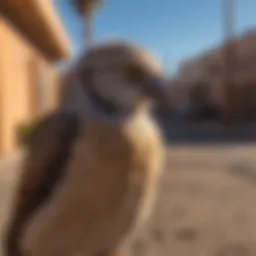 Avian Pest Control in Urban Phoenix