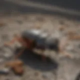 A close-up view of common pests found in urban environments