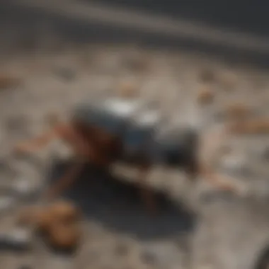 A close-up view of common pests found in urban environments
