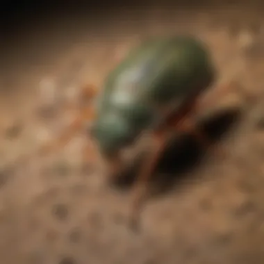 Eco-Friendly Pest Control Techniques An eco-friendly pest control treatment in action