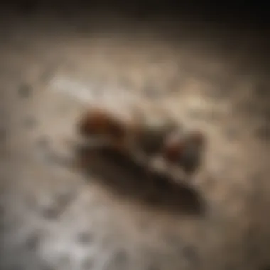 Troublesome Drain Flies in the Basement Basement Drain Fly Infestation