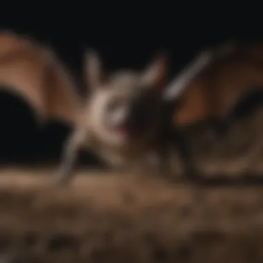 Illustration of understanding bat behavior