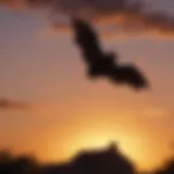 Silhouette of a bat flying against the sunset sky