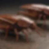 Cockroach Colony Dynamics