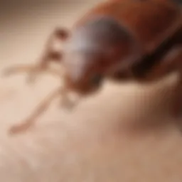 Illustration depicting bed bug bite on skin