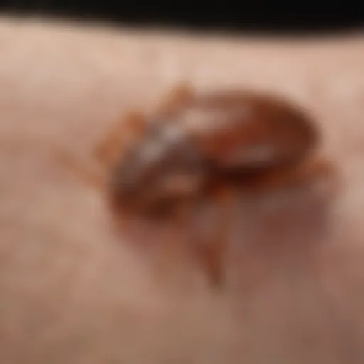 Bed bug bite symptoms on skin