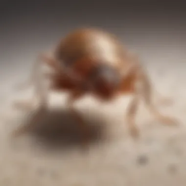 Effective Bed Bug Bite Treatments Illustration demonstrating effective treatments for soothing bed bug bites