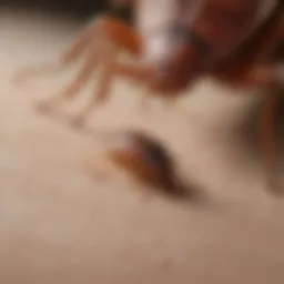Detailed close-up of bed bug bites on skin