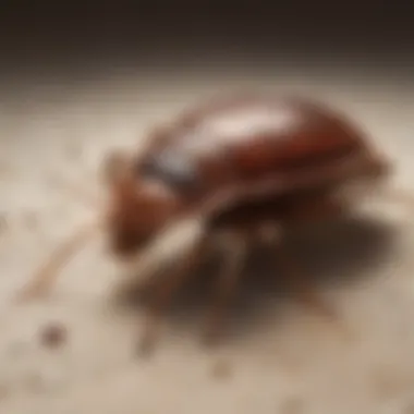 Illustration depicting causes of bed bug blisters