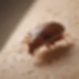 Illustration of bed bug blister characteristics