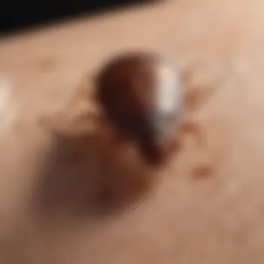 Illustration showing symptoms of bed bug blisters