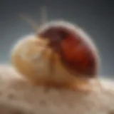 Illustration depicting a bed bug egg in a detailed scientific setting