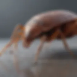Bed Bug Exoskeleton Shedding Process