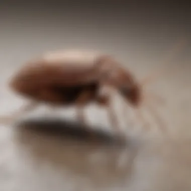 Bed Bug Extermination Methods Carmel Indiana